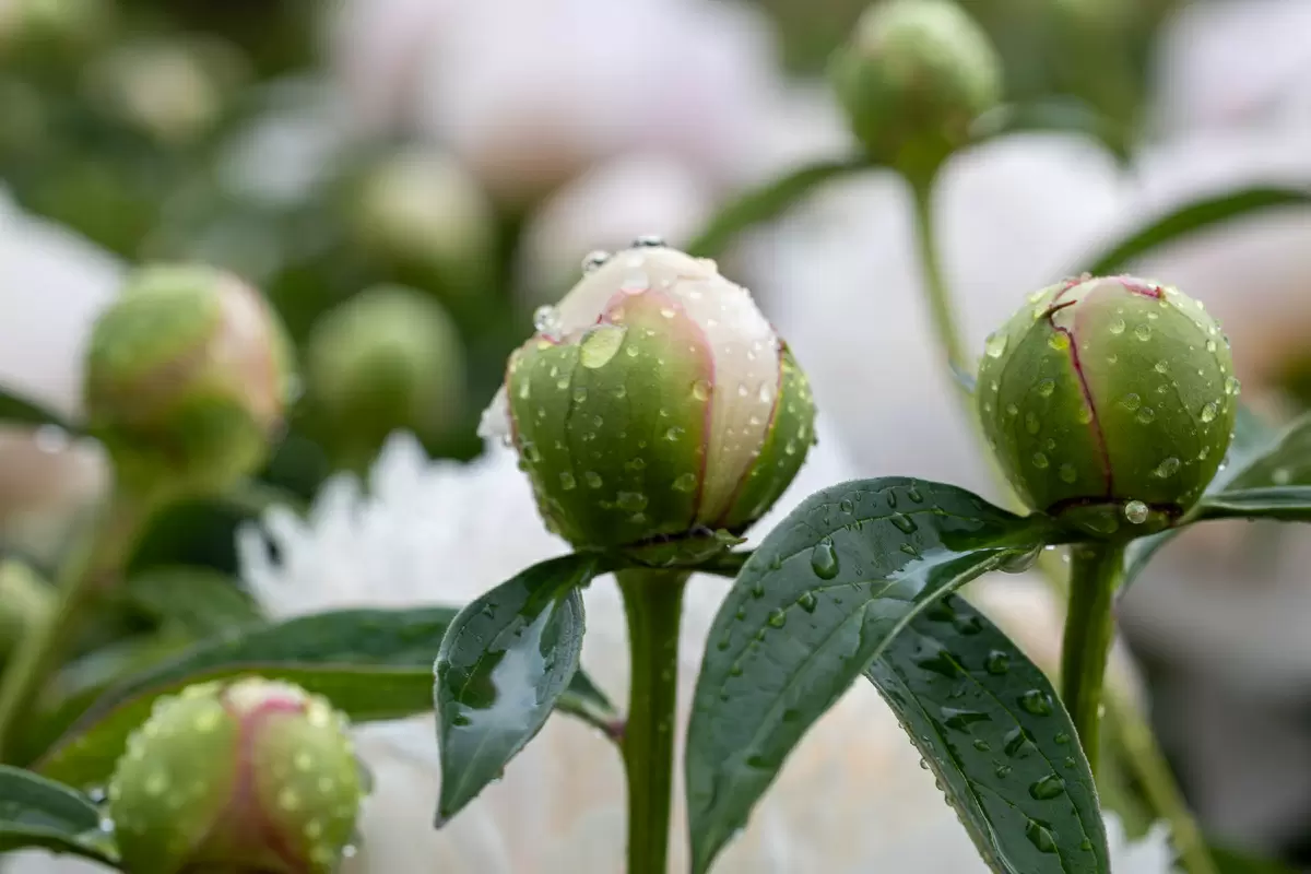 Сад как искусство: как поддержка вдохновляет творцов