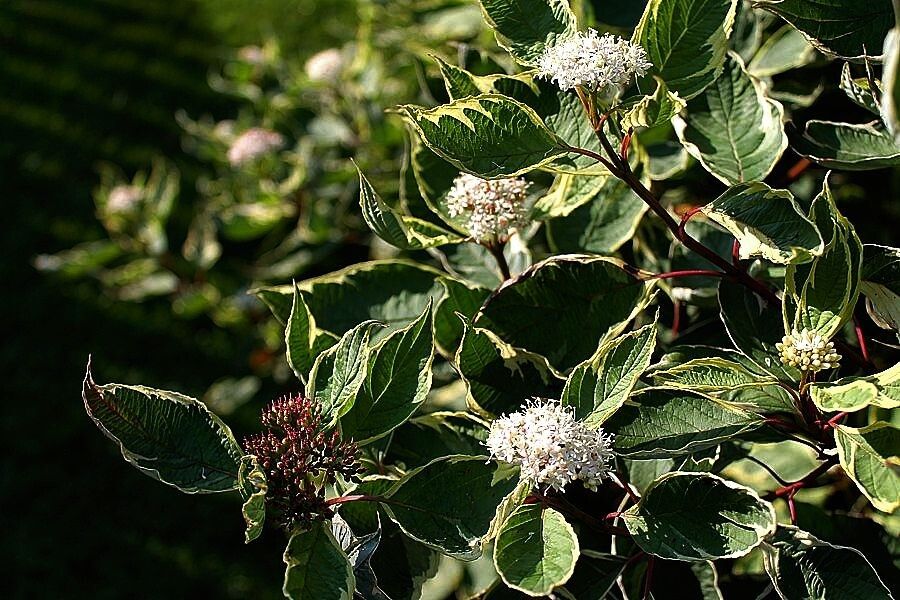 ��� ����������� ������������ ���������� ��� ������ ����