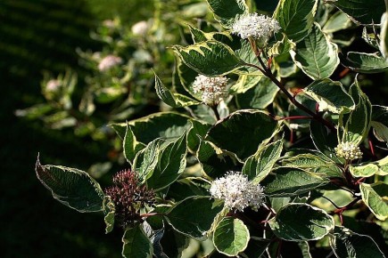 ��� ����������� ������������ ���������� ��� ������ ����