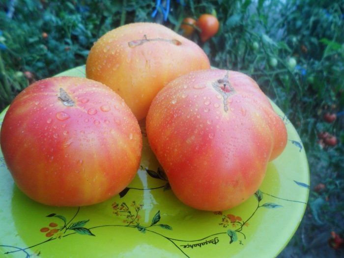 ����� ���� ������� �����: ���������� ���� ��� ��������� ������