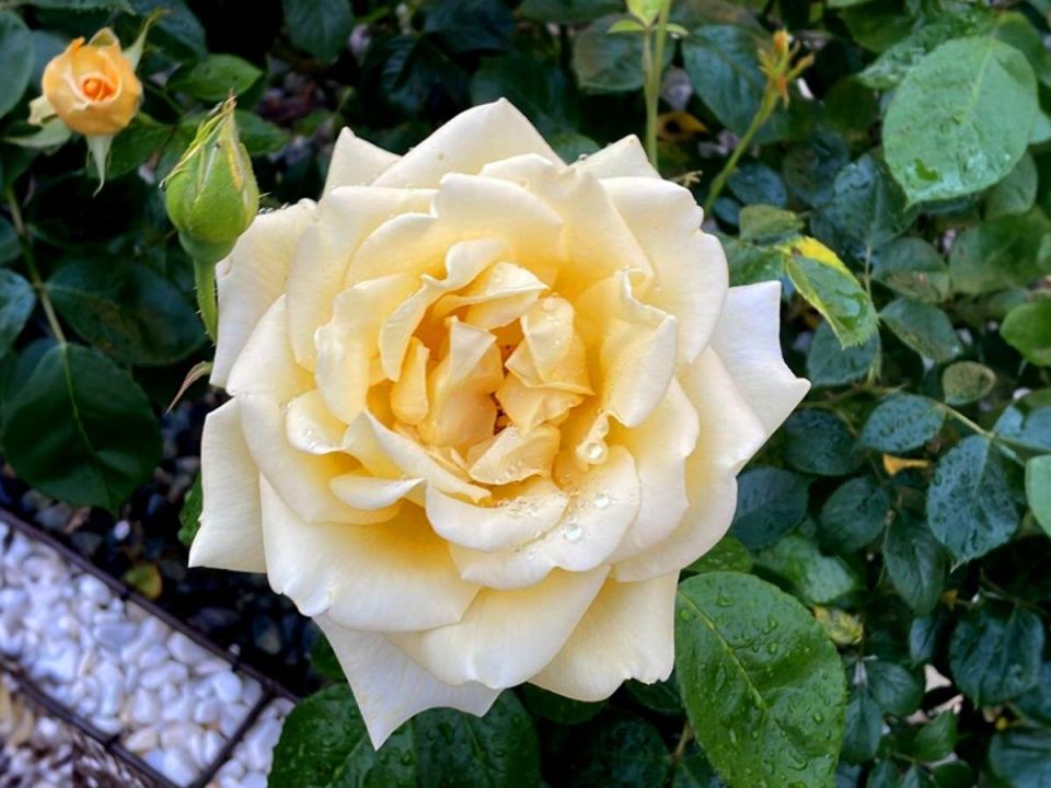 ������� ������� �������� ���