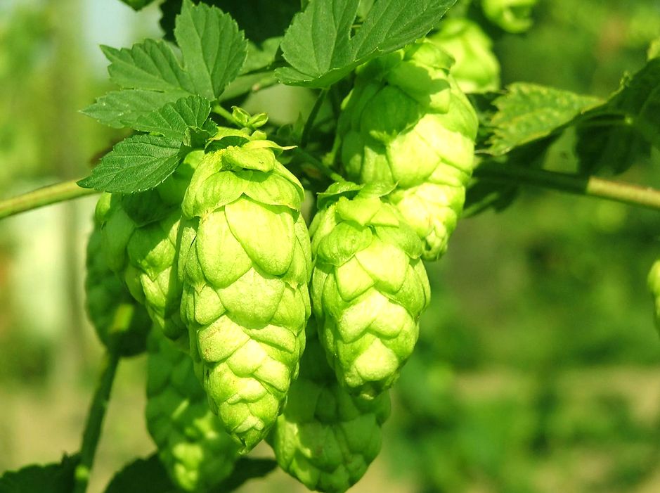 ����� ������������: �������, ������� ����������� � �����