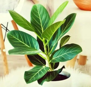 Фикус бенгальский: как сделать его любимцем вашего дома и источником удачи