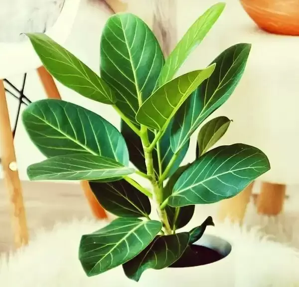 Фикус бенгальский: как сделать его любимцем вашего дома и источником удачи