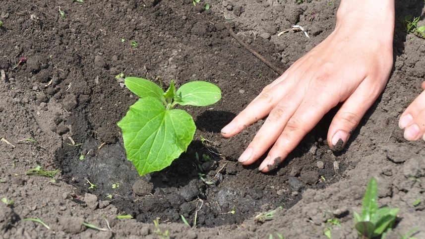 ��� ����������� ����� �������� ������� �������� �������� ������