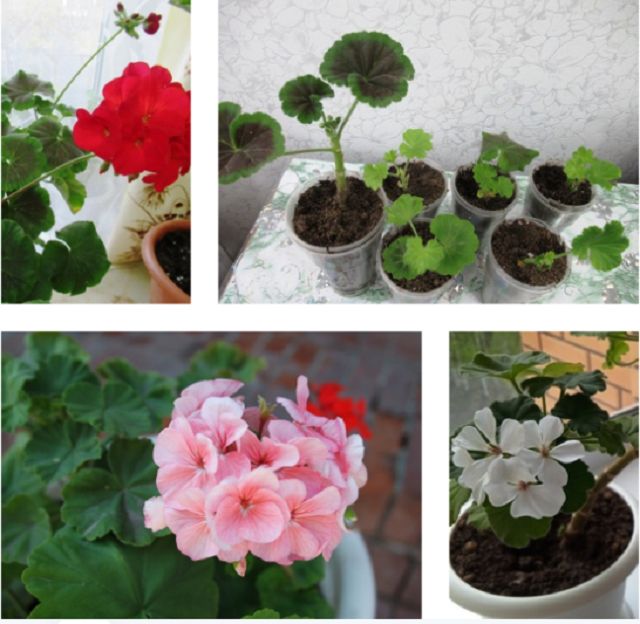 ����� � ������������ ��������� ���������� ������