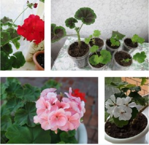 Успех в черенковании зональных пеларгоний осенью