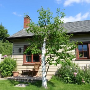 Береза на участке: стоит ли доверять дереву соседству