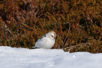 Вестниц весны заметили в Мурманской области