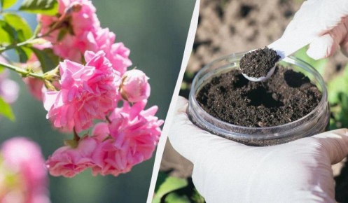 Непревзойденный секрет успешного цветения роз в июне