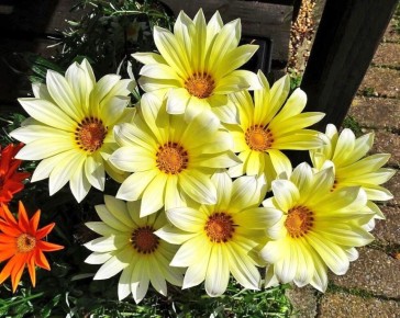 Газания Промеса Клиар Ванилла: Ода летнему теплу в вашем саду