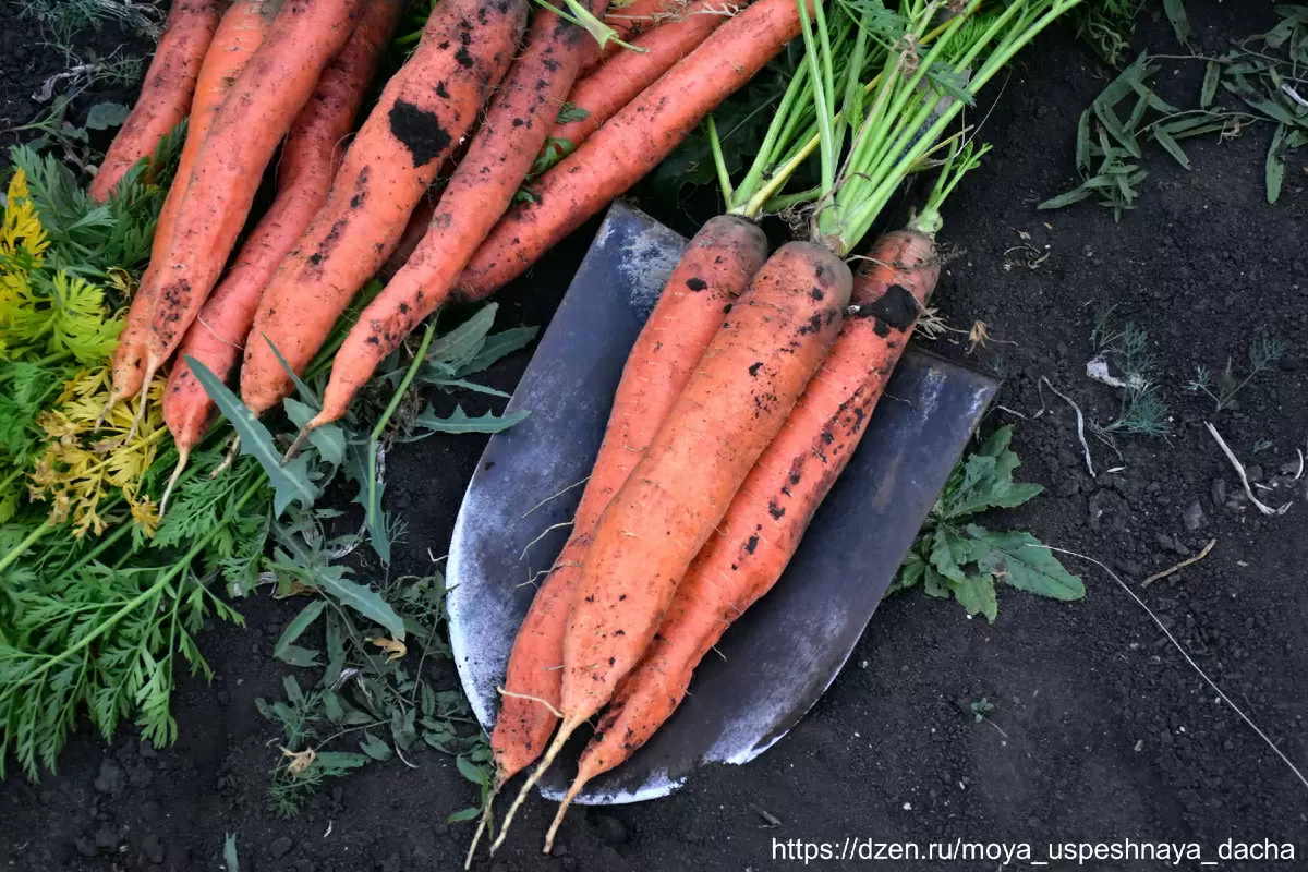 Морковь НИИОХ 336: секреты успешного урожая