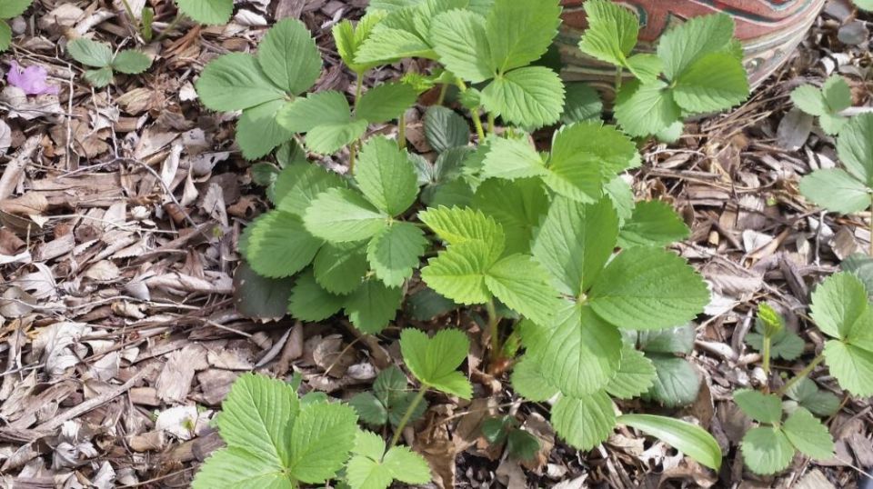 ��� ���������� ������� ������ ������: ������� ����� �� ���������