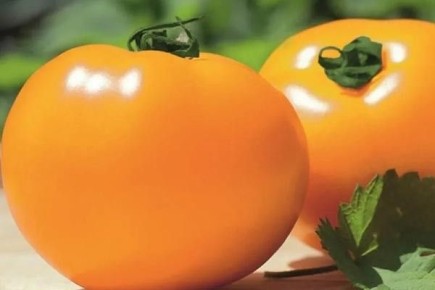 ����� ������: ������� ��������� ����������� � ������������ ��������������