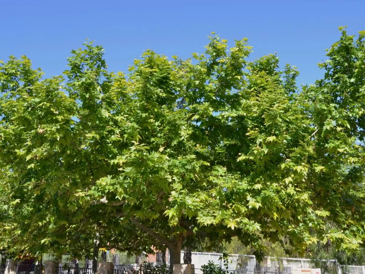 Клёны: волшебство осени и не только