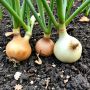 Лук без лишних забот: пять сортов для занятых дачников