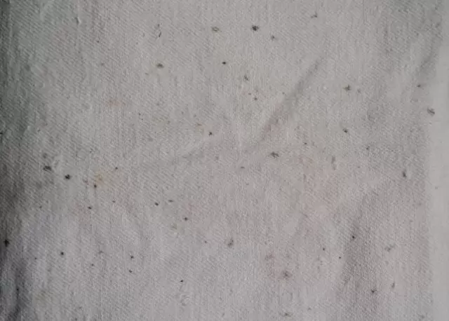 Как эффективно удалить плесень с одежды: советы и секреты