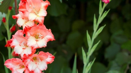 ��� �������� ������������ �����������: 5 �������� ������� ��� ����