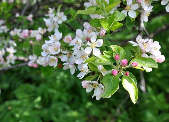 ���������� ������� �������� ��������: ������� � �����������