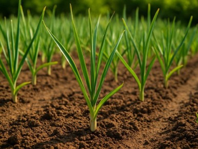 ������ �� ����� ������: ���� � ����������