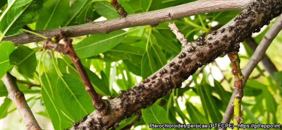 ��� ���������� ��� �� ������ ����������� � ����������� �