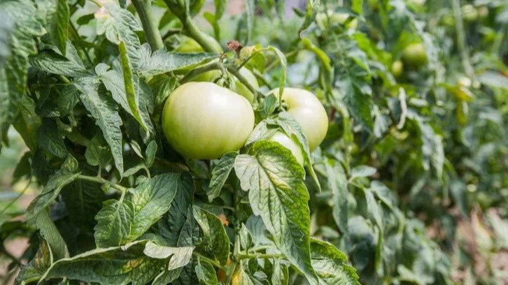 ��� ������� ������� ������� ��������� ������ ���� ���������� � ��������� ����