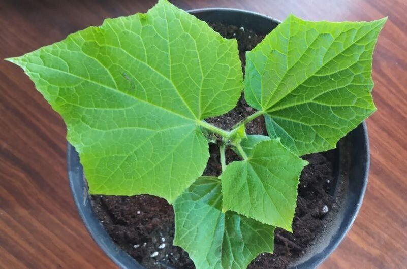 ��� �������� ����������� �������: ������� ������� �������