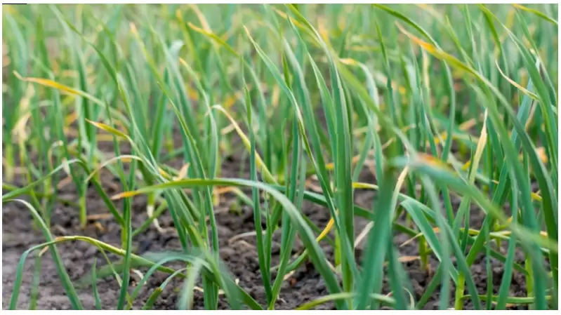 Почему перо лука и чеснока желтеет в середине лета: советы по спасению урожая