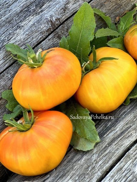 ����� ������� �������: ���������� ����������� ������� ��� ������ ����