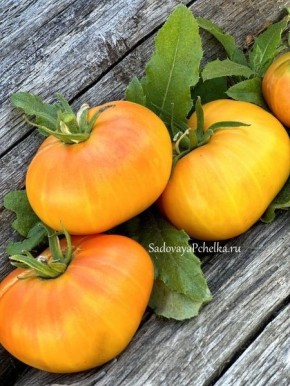 Томат Розелла биколор: изысканная двухцветная находка для вашего сада