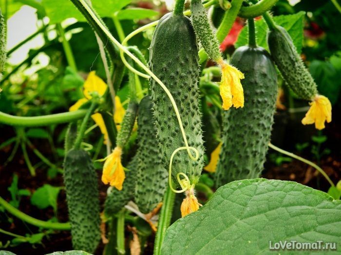 ������ ���������: ������ �������� ������ � ���������� �������