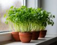 Зимний огород на подоконнике: как вырастить свежую зелень в холодное время года