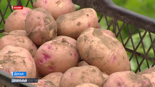 Специальный репортаж: что скрывают архивы ПОСВИР в Апатитах