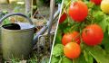 Как заставить помидоры быстрее созреть: секреты для успешного урожая