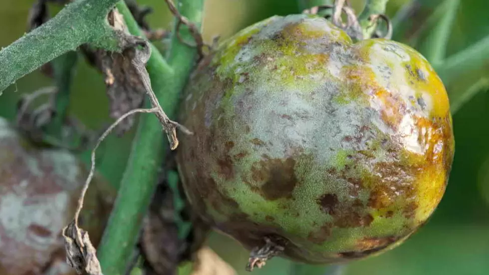 Как отказ от помидоров помог сэкономить 47500 рублей на огороде