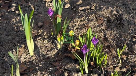 Доброе утро, Заполярье!. В одном из дворов на Хлобыстова в палисадниках распустились первые цветы