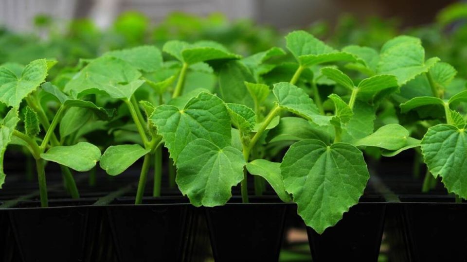 ��� �������� ������� ������ ������ �� ��������� ����