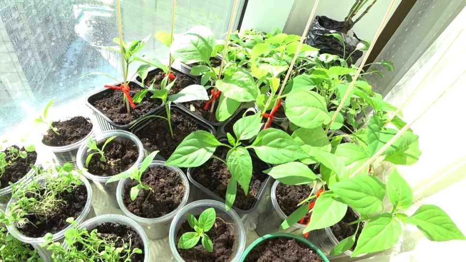 ��� ���������� �������� ����� ��� ������� �����: �������� ������ � �����