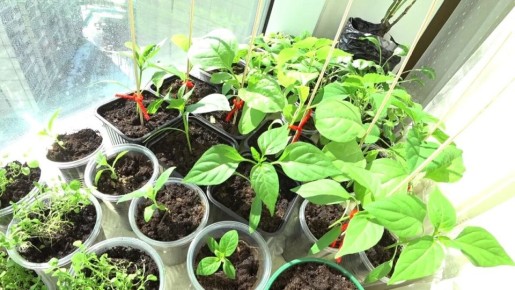 ��� ���������� �������� ����� ��� ������� �����: �������� ������ � �����