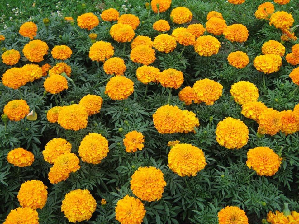 ��� �������� ��������� � ��������� ����� �����