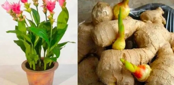 ����������� ������ ����: ������� ������ � �������� ������