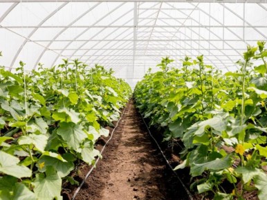 �������� ������� ��������� �������: ����� ��� �������� � ������ ������