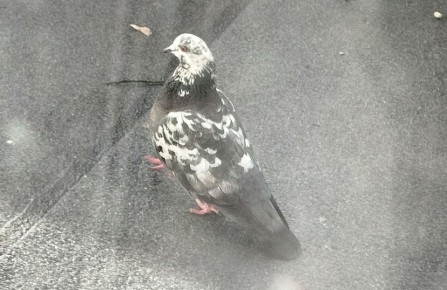 ��� ������� ��������� ������� ��� ���������� �������� �������