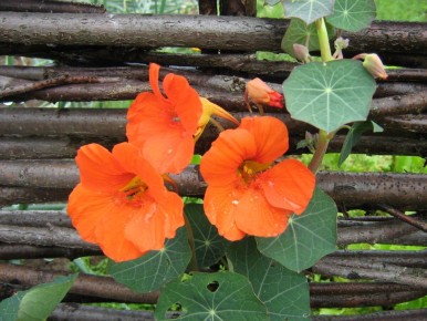 ���������: �������� ������ ��� �������� ����?