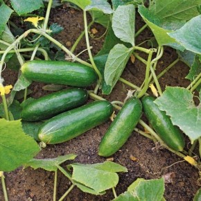 ������ ���: ��������� ����� ��� ��������� ������