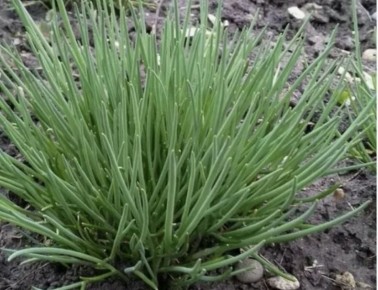 ������ ������� ����������� �����: ������� ������ � ������� ����������