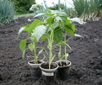 ������ ����� �� �������� ���������: ��� ������� ��������� ��� �������