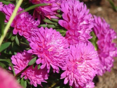 ��� ������� ���������� �����