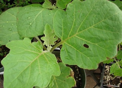 ��� ������ ��������� �� ���������� �����: ����������� ������ ������