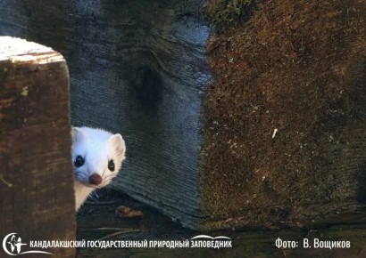 ������ ����, ���������!. ���������� �������������� ����������� ���������� � �������� �������� ������ � ����������, ������� �������� ��������� �������� ������ �������